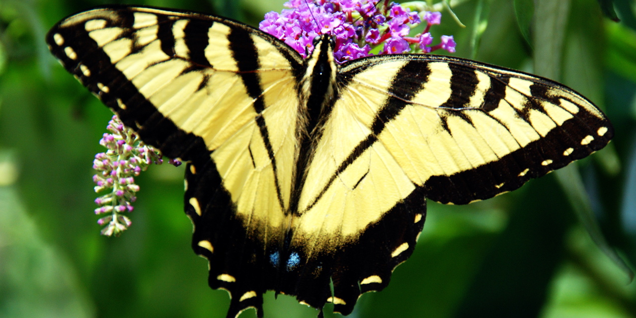 Eastern Tiger Swallowtail Butterfly – 26/365