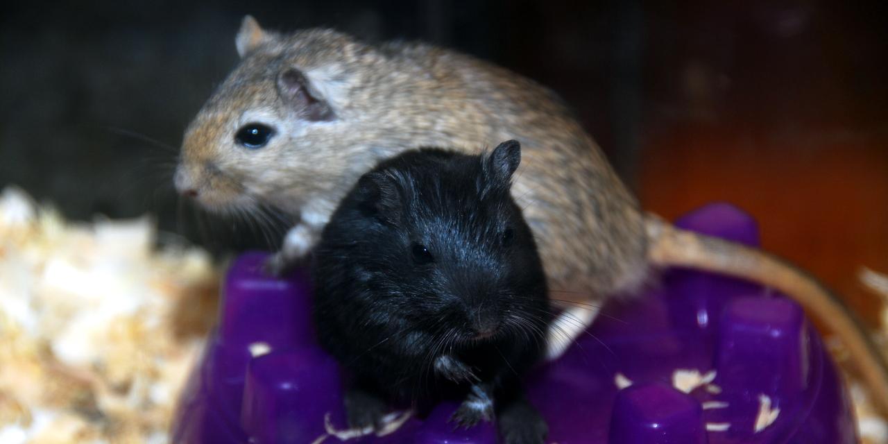 Pet Gerbils