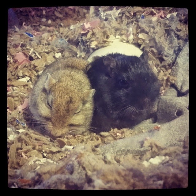 Gerbil Huddle