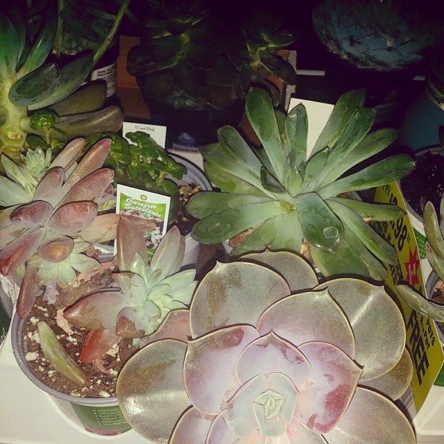 Garden Succulents