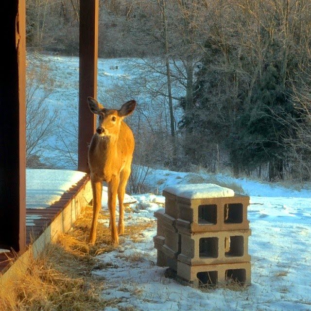 Oh Deer!