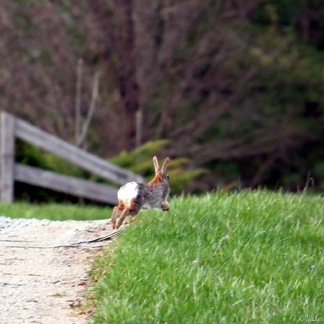 Peter Cottontail