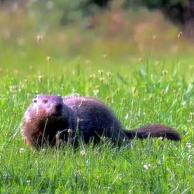 Groundhog Visitor