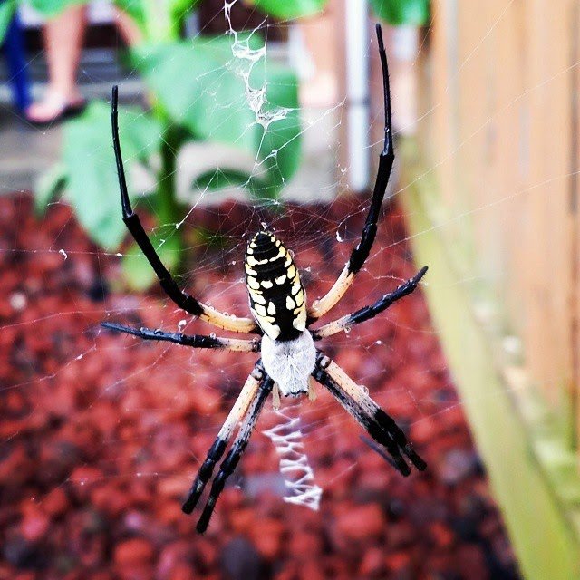 Awesome Orb Weaver