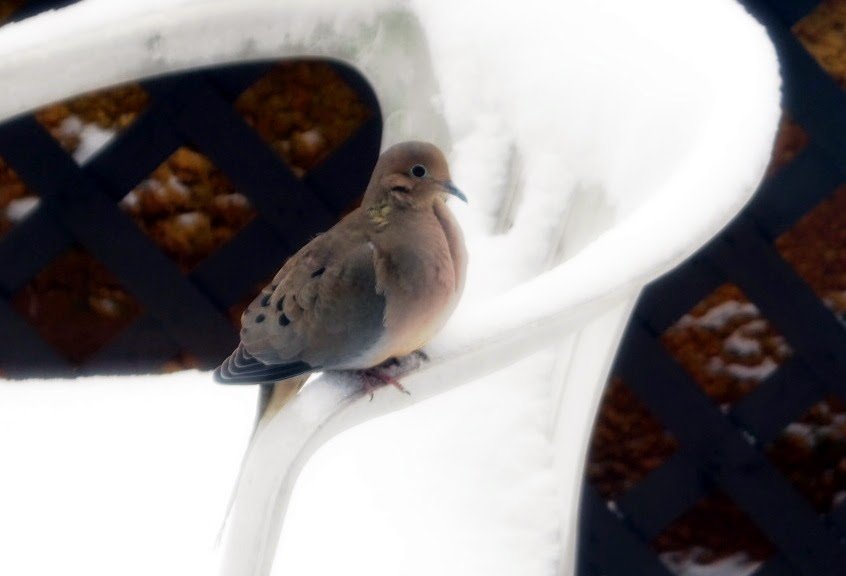 mourning-dove