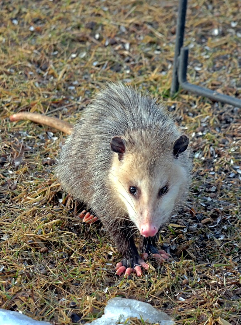 Winter Wildlife