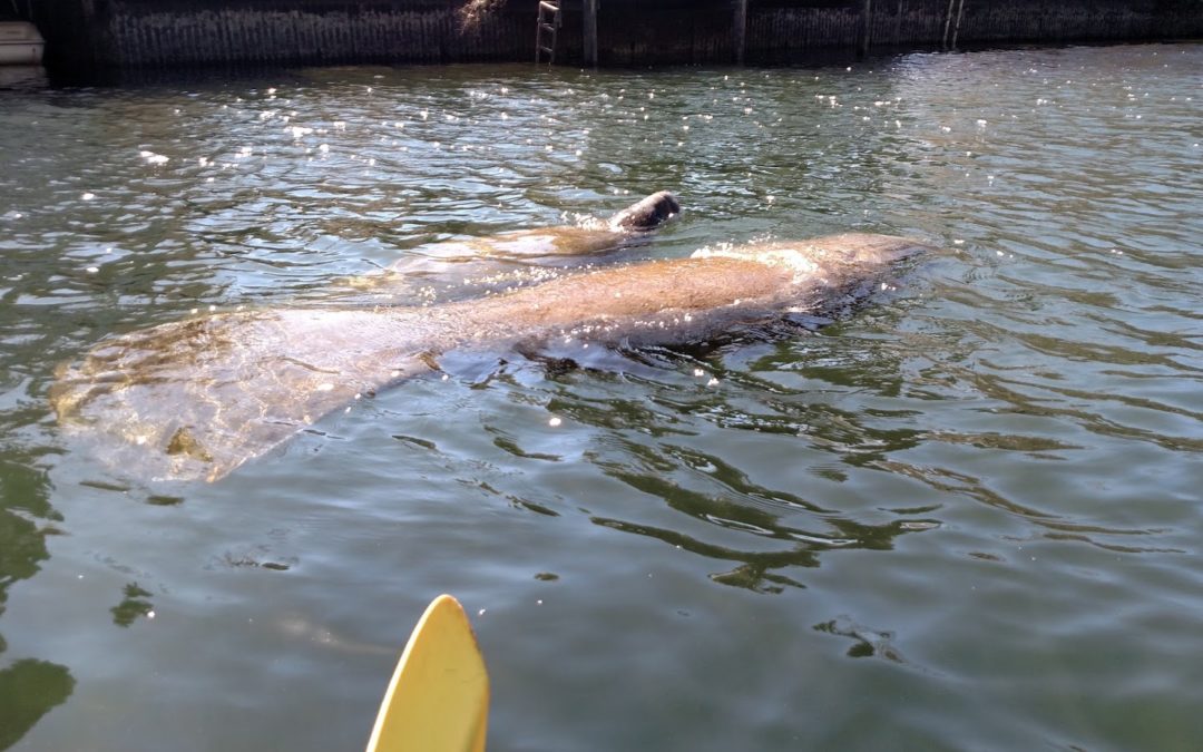 Kayaking with Manatees