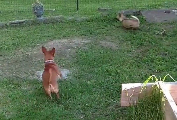 Temporary Dog Fence