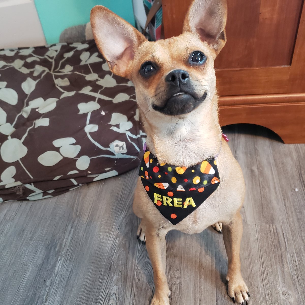 Holiday Dog Bandanas