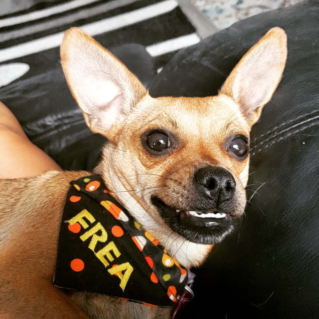 Personalized Dog Bandanas