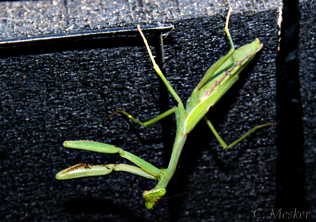 Praying Mantis – 8/52