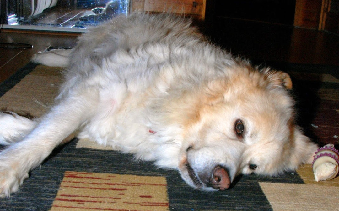Lazy Buddy – 36/365