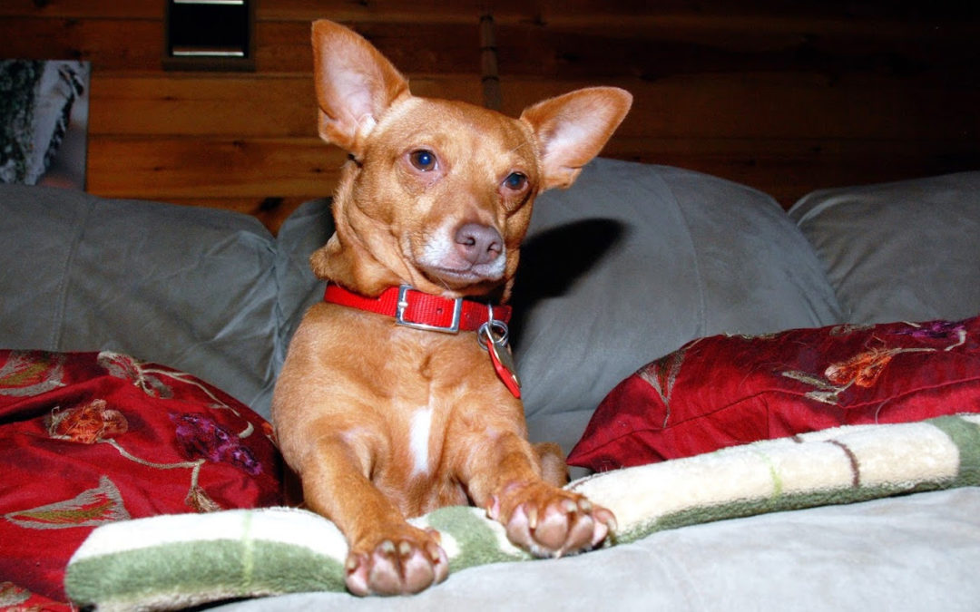L.B. the Chiweenie – 37/365