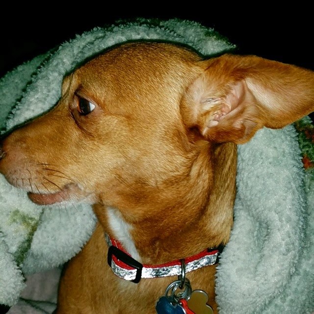 Cheesin’ Chiweenie