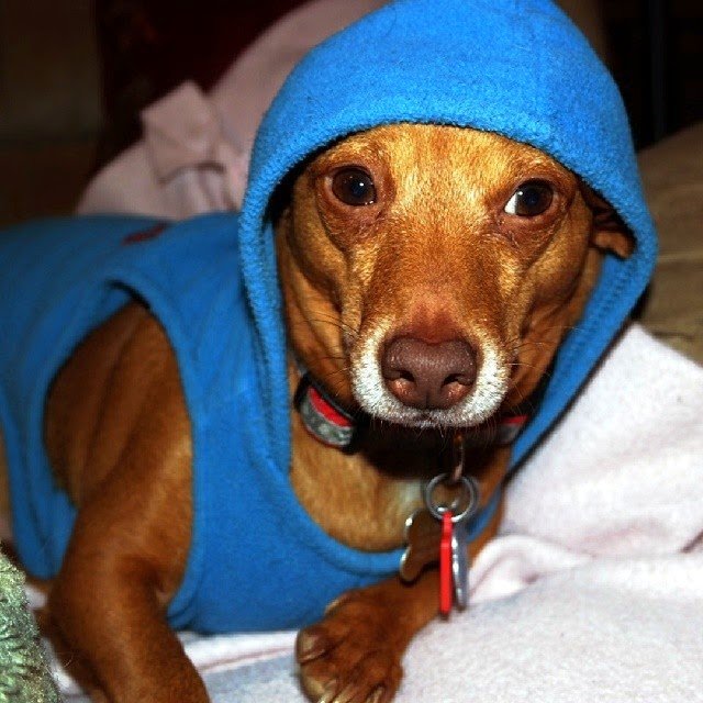 Yo Dawg, What Up?