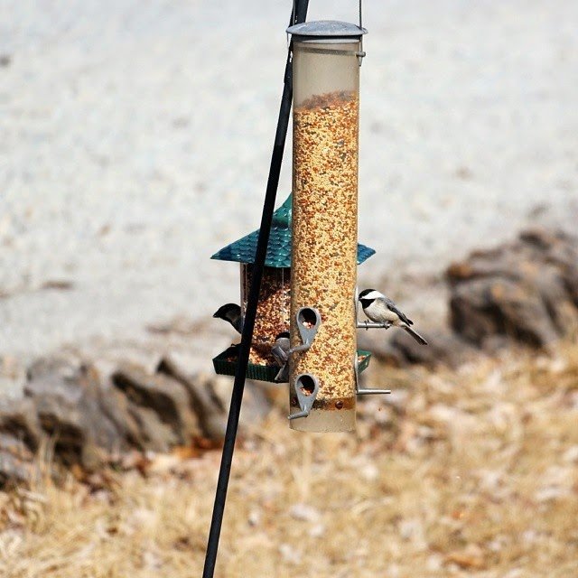 Chickadee Chow