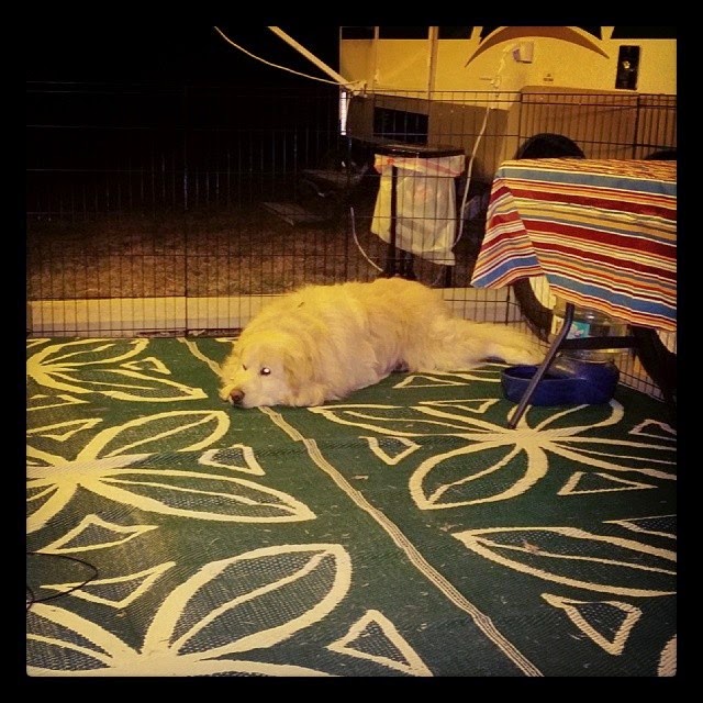 Giant Dawg is Content Camping