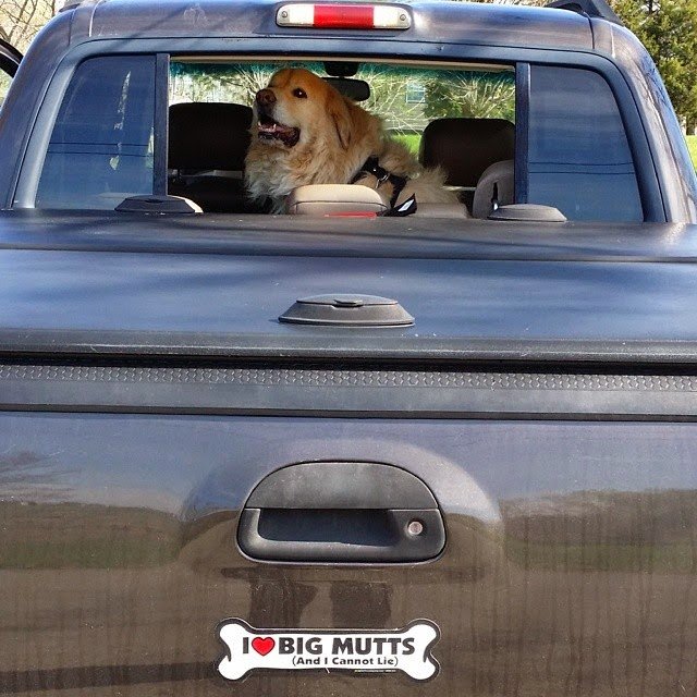Giant Dawg Validates my Magnet