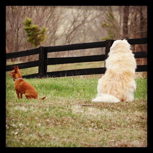 Guard Dogs- Back to Back