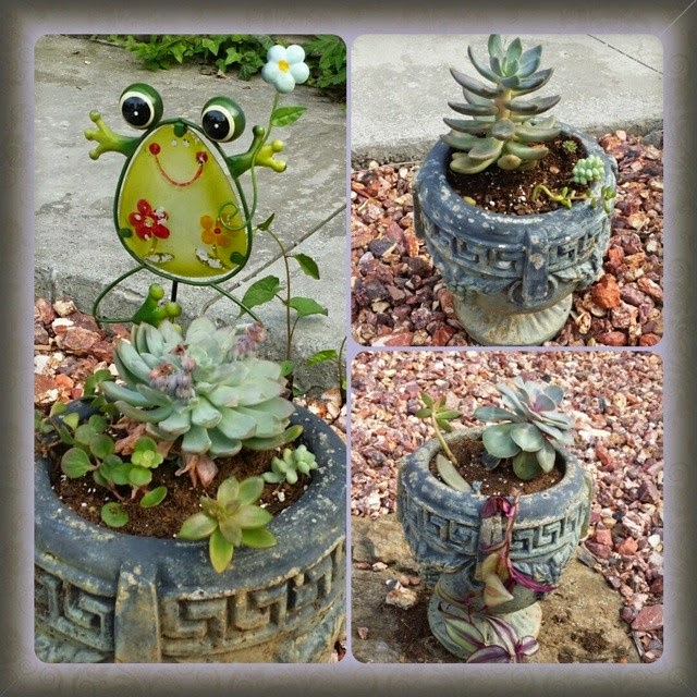 Succulent Arrangements