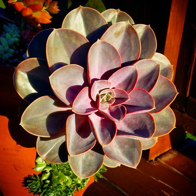 End of summer succulents… They sure grew a lot!