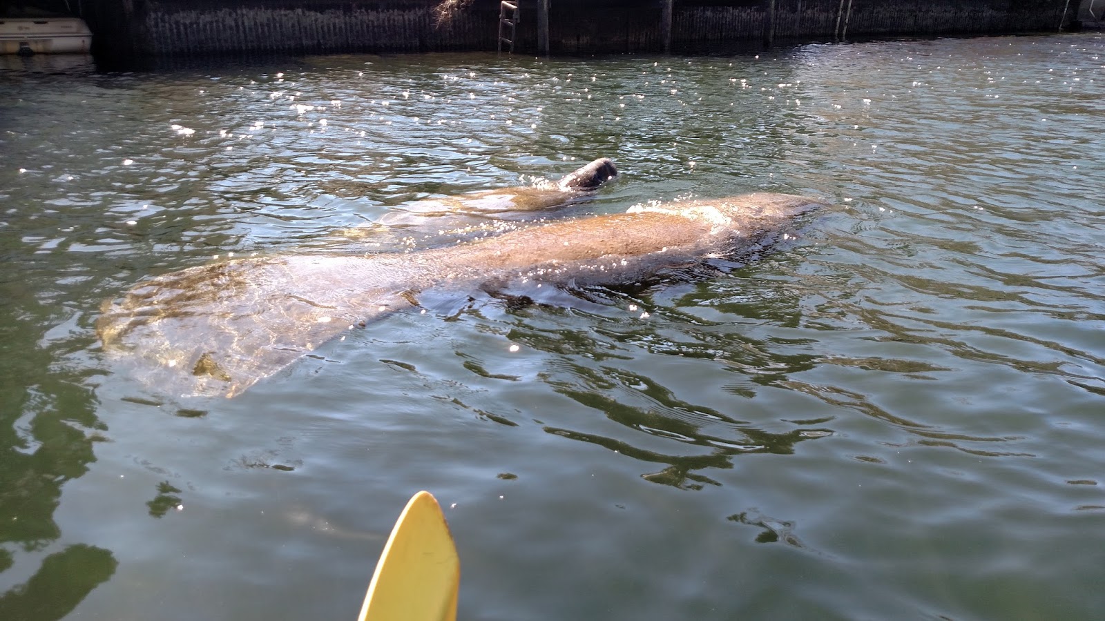 Kayaking with Manatees