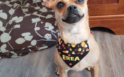 Holiday Dog Bandanas
