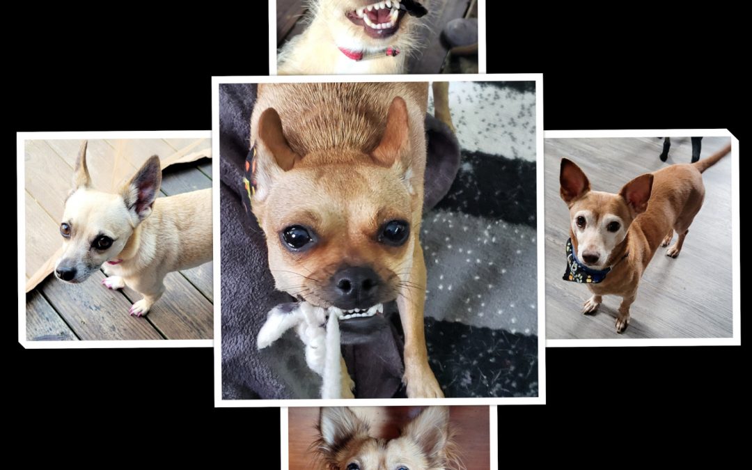 Meet the Dogs